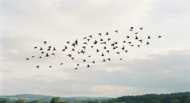 freiheit vögel